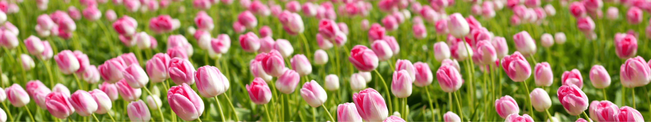 Banner Vakantiehuis maart